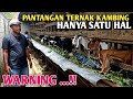 Hindari Satu Hal Ini Agar Ternak Kambing Berhasil Gemilang