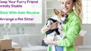 Moving With Pets? Tips For Successful Move