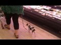 Keaira The Assistance Dog In Meat Section For First Time