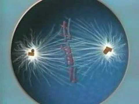 Meiose - Animacao 3D