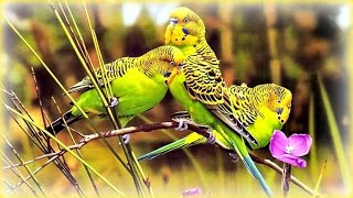 ❀ Joyful Budgerigars
