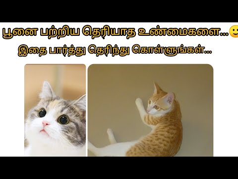பூனைகள் பற்றிய உண்மைகளை அறிந்துகொள்ள வேண்டுமா💯🙂இந்த வீடியோவை பாருங்கள்..😻 Facts about cats😻 👆