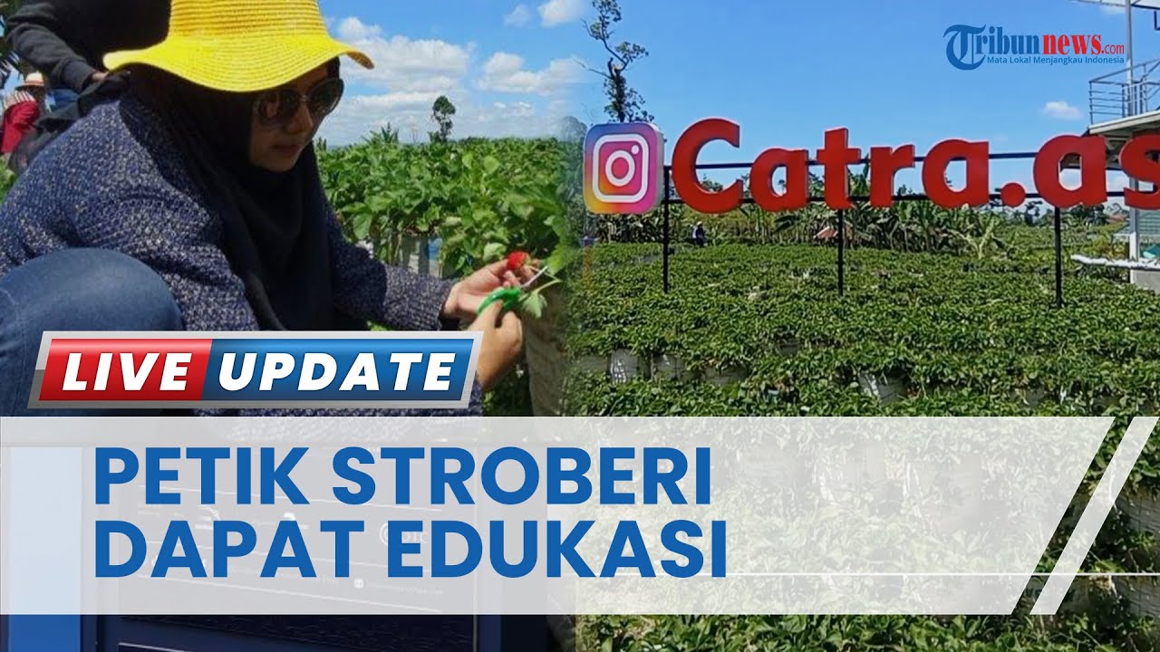 Jaga Keseimbangan Lingkungan Dieng, GDA Tingkatkan Wisata Petik Stroberi di Taman Syailendra Wonosobo
