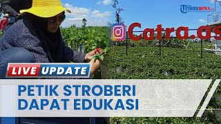 Petik Stoberi Sepuasnya! Wisata Petik Buah di Kebun Stroberi Catra Wonosobo Sajikan Edukasi