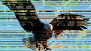 Wild life - Paul McCartney