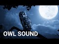 Owl Sound Effect Night Owl Ringtone