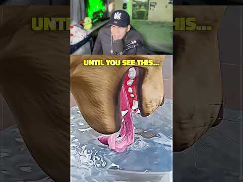 COMO TOMAN AGUA LOS PERROS😲