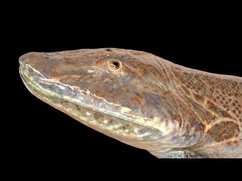 ティクタアリクの発見 - 私たちの足元を見つける