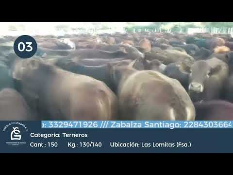 Lote Machos -lAS lomitas Formosa
