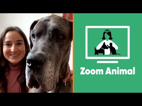 ¿Cómo es vivir con un perro de asistencia emocional?