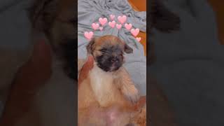 Morkie Puppies Videos