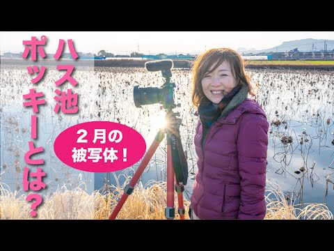  10 枚の説明写真で屋外スイミング プールを作成しましょう。  庭園