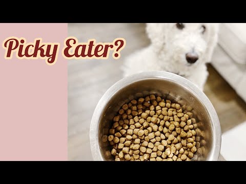 How To Get A Picky Dog To Eat Kibbles? I Did It In 4 Days!