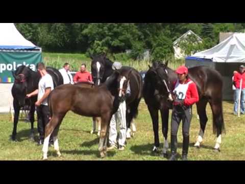 II Regionalna Wystawa Koni Rasy Małopolskiej, Huculskiej, Śląskiej i Polski Koń Zimnokrwisty