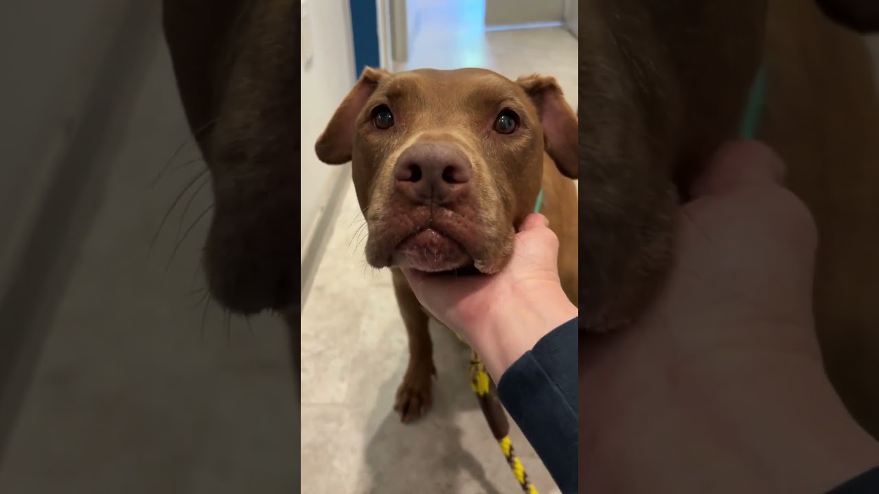 Shades, a ADOPTABLE mixed breed in New York, NY video 6/6