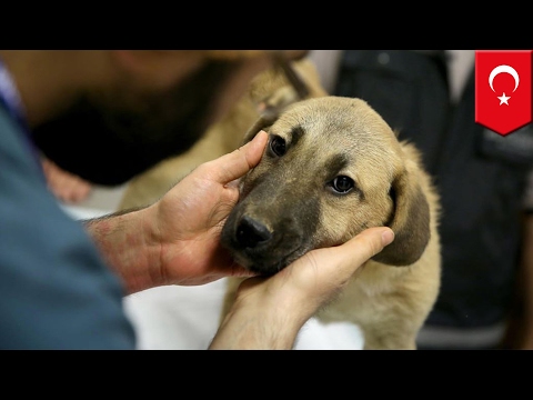 Puppy rescued: Dog stuck in 230ft deep Istanbul well freed after 11 days of torment - TomoNews