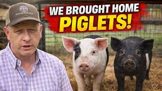 Why We’re Finally Raising Our Own Pork AGAIN!