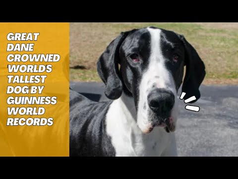 Great Dane Crowned 'World's Tallest Dog' by Guinness World Records