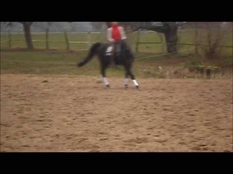 Dressurpferd Rappe***verkauft***