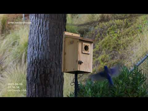 Day 52 Exterior footage of Western Bluebirds birdhouse - June 19th 2025