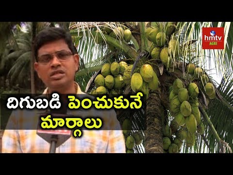 Tips To Increase Coconut Yield | hmtv Agri