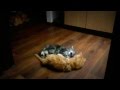 Котята мейн-кун (maine coon) играются перед сном 