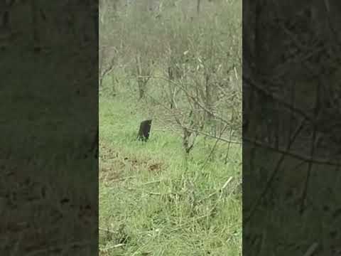 asi quedó el yerbal despues del granizo Alvear Misiones!!
