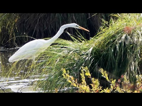 Naturschutzgebiet Wagbachniederung