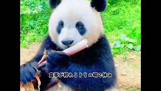 動物界癒しの頂点！中国ジャイアントパンダは見た瞬間に全ての疲れ が吹き飛ぶ# パンダ #ジャイアントパンダ #癒し最強 #もふもふ萌え #中国の人気動物