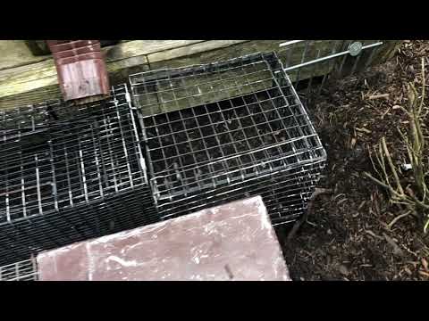 Skunk Setting Up Shop Under Homeowner's Deck in Spring Lake, NJ