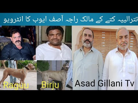 Big Bloodline Shoq Shiqar of Raja Asif Ayoob Of tatraal Pak Ithad Group Sader Sardar Imran #doglover