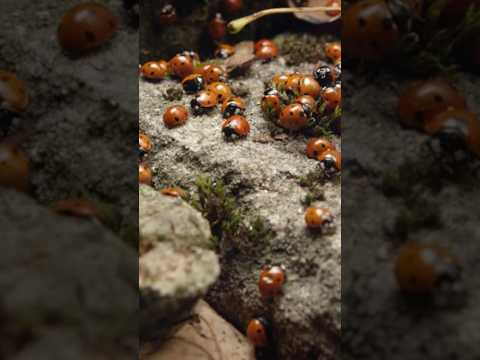 How Do Ladybugs Survive Winter? 🐞 #bugs #interestingfacts
