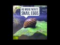 How I Got Nerite Snails That Don’t Lay Eggs