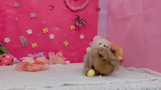 ハーフ犬の動画01