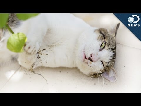 How Catnip Gets Cats High