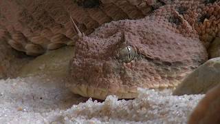 Mike Mareen - Don&#39;t talk to the snake (12 vers.+TEXT)