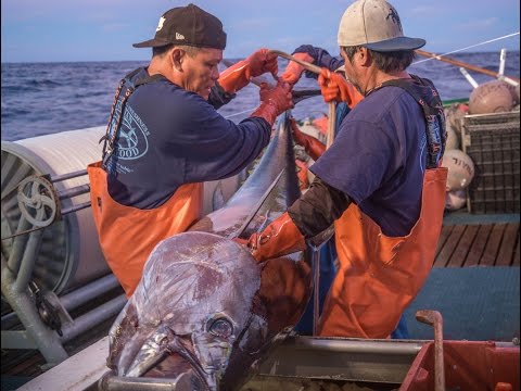 Life On A Hawaii Longline Fishing Boat