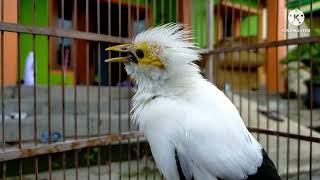 Download lagu burung jalak putih gacor suara full isian HEBAT untuk pancingan dan masteran malas bunyi mp3 Download lagu burung jalak putih gacor suara full isian HEBAT untuk pancingan dan masteran malas bunyi mp3