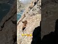 Bear falls off cliff!!#shorts #shortz #bear🐻