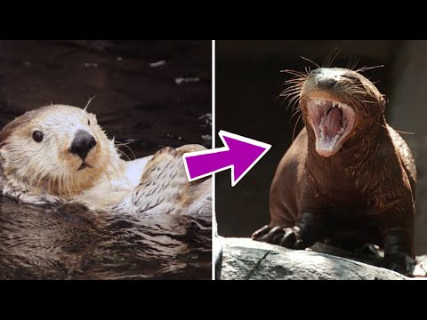 The CUTEST Animals Who Are Total Predators