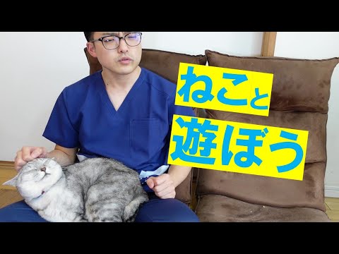 猫との遊び方