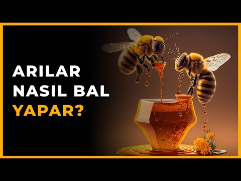 , title : 'Arılar Nasıl Bal Yapar? - Doğanın Lezzet Ustaları'