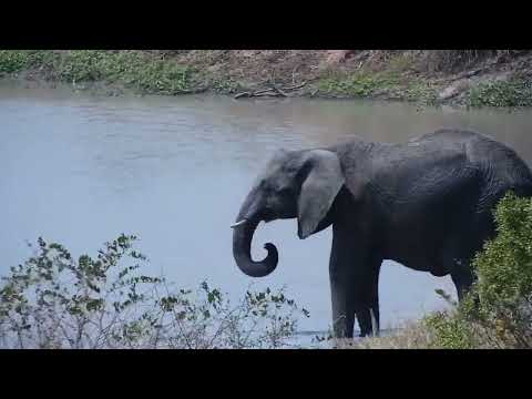 Djuma: Elephants sip and dip, Hippos and Waterbuck bull - 11:36 - 09/24/2023