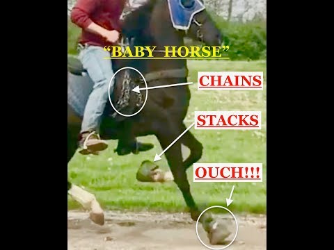 "BABY HORSE" - 24+/-  Months Old Being "Trained" In Kentucky ...