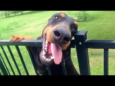 Des chiens doberman drôles vous feront rire plus que vous ne le pensez