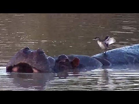 Djuma: Hippo and Little Grebe - 17:05 - 06/30/20