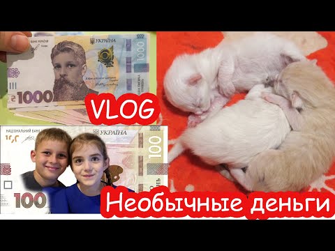 VLOG Напечатала деньги. Котята подрастают