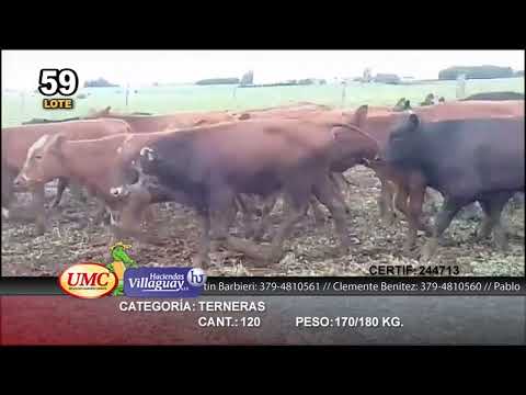 Lote 120 Terneras en Ramallo, Buenos Aires