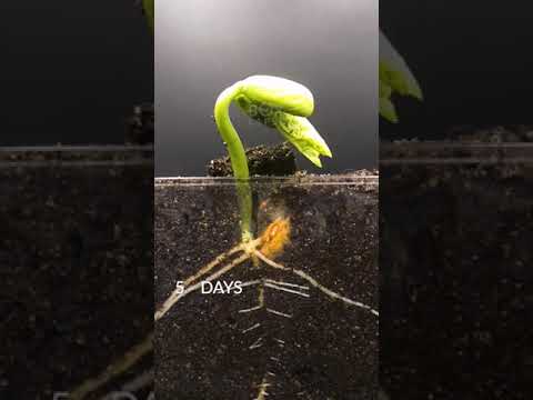 Bean time-lapse of 42 days 🌿