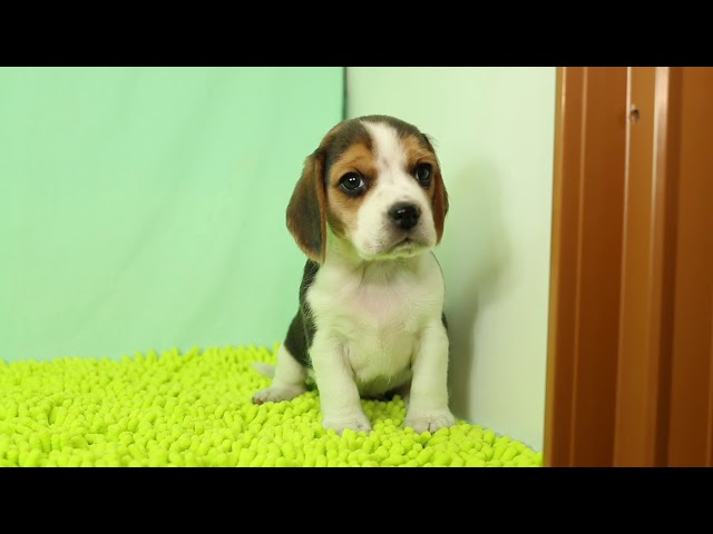 ブリーダー/ショップマロニエケンネル MARRONNIER KENNELのビーグルで番号が2886です